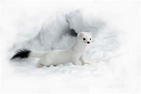 Ermine stoat (Mustela erminea) in winter coat | Stoat, Animals ...