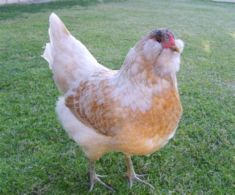 The 8 Best Egg-Laying Breeds Of Backyard Chickens | Poulailler, Poule, Coq