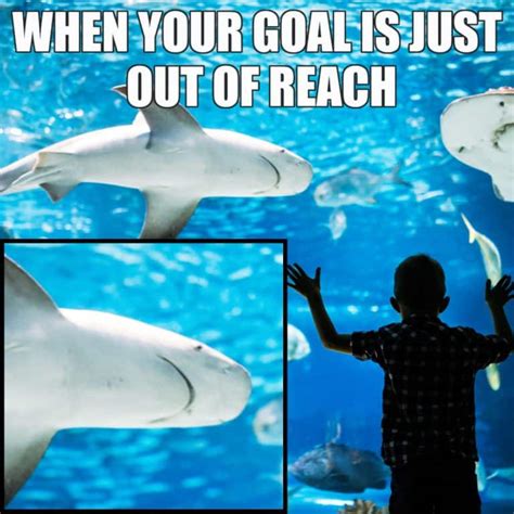 12 Silly Shark Memes to Make You Laugh