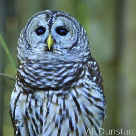 Florida Wildlife With Ali: Barred Owls | Osprey Observer