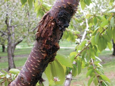 Bacterial canker | Good Fruit Grower