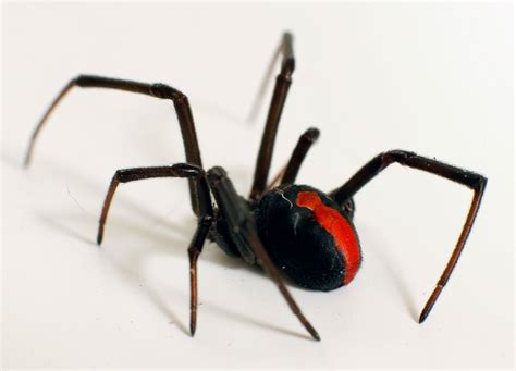 Ilalio: My Information Report about Redback Spiders.