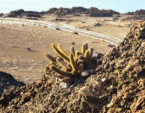 Galapagos Islands Information | Metropolitan Touring