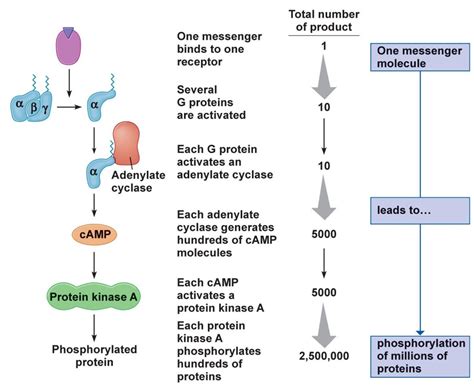 Life cycle of receptors, G proteins and Second Messengers (Definition ...