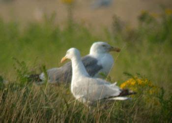 Surfbirds.com - Hybrid Gulls Breeding in Belgium by Peter Adriaens