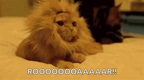 Cat Yawning GIF - Cat Yawning BlendIn - Discover & Share GIFs