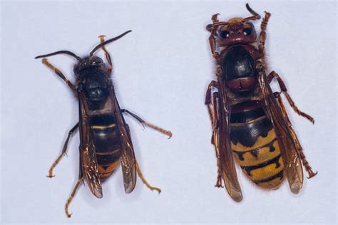 Asian hornet UK: Deadly insects arrive in Spain - will UK be next ...