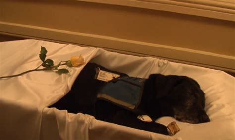 Funeral held for dog who provided grief therapy at funeral home | Grief ...