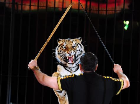 Tigers kill circus trainer in southern Italy - The Local