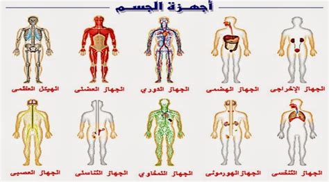 صور جسم الانسان , ماهي مكونات جسم الانسان