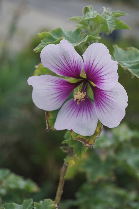 Hibiscus Flower Free Stock Photo - Public Domain Pictures