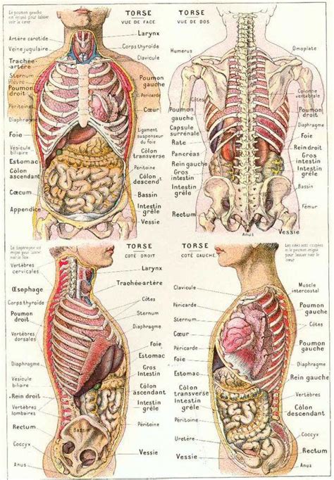 L'anatomie du corps humain en images