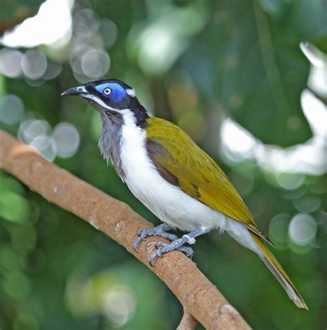 Pictures and information on Blue-faced Honeyeater