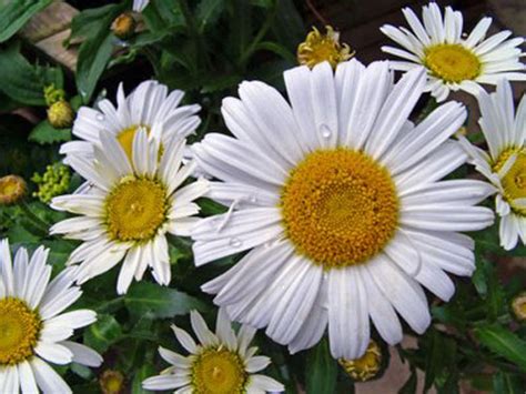 Organic gardening 101: what is pyrethrum?