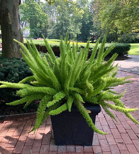 Foxtail ferns are great for landscaping and also as houseplants ...