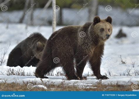 Cubs of Brown Bear (Ursus Arctos) after Hibernation Stock Photo - Image ...