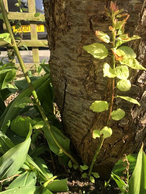 Are these tree suckers or something else? — BBC Gardeners' World Magazine