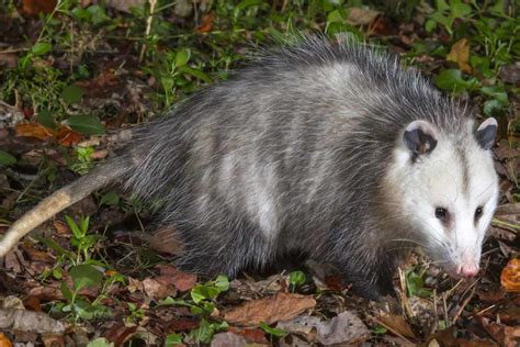 Choosing the Best Possum Trap - WildlifeRemoval.com