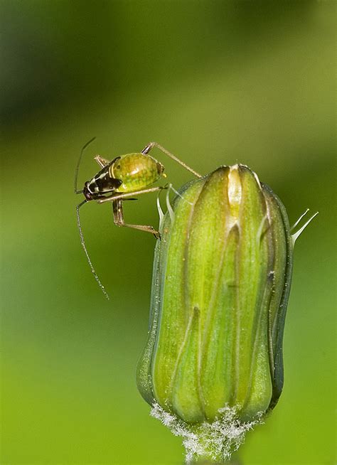 Irish Wildlife Photography: Garden Insects