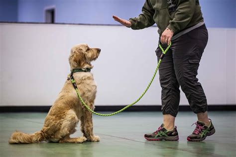 Dog Training What Is Dog Training