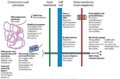 Mechanism of Resistance of β-lactams β-Lactamases Inhibiotrs ...