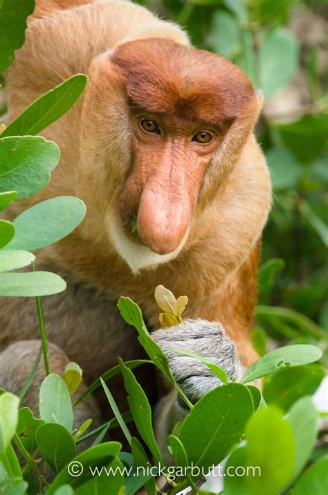 It's Fun Fact Friday! The male proboscis monkey's nose creates an echo chamber that amplifies ...