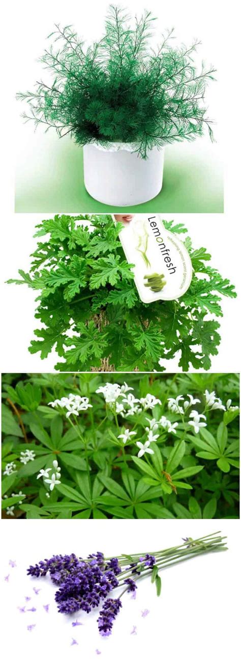 12 Natural Mosquito Repellent Plants • 1001 Gardens