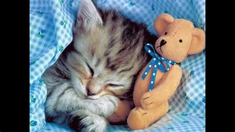 Cute Animal Pictures (slideshow) - YouTube