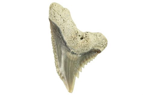 .63" Snaggletooth Shark (Hemipristis) Tooth - Aurora, NC (#257619) For Sale - FossilEra.com