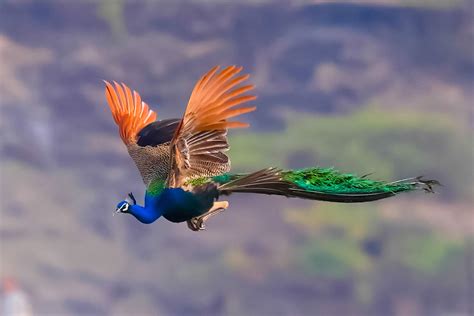 Indian Peacock Flying