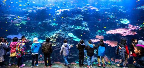Georgia Aquarium Becomes World's First Certified Autism Center Aquarium