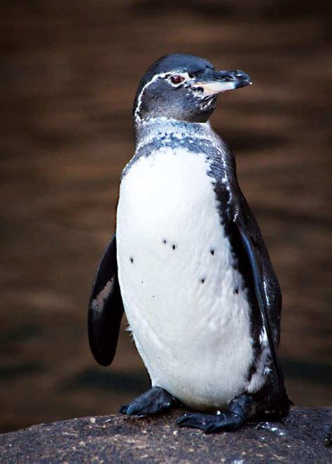 43 Galapagos Penguin Facts: Tropical Guide (Spheniscus mendiculus ...