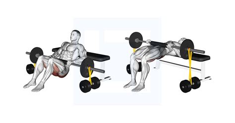 Barbell Hip Thrust With Resistance Band - Guide, Benefits, and Form