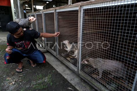 BUDIDAYA MUSANG PANDAN | ANTARA Foto