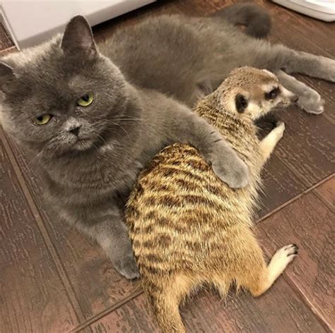 A cat and meerkat are best friends, and it's like something straight ...