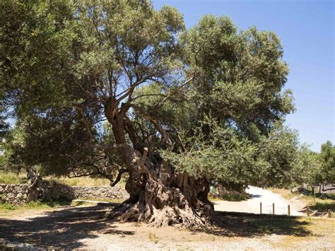 Walking Tour & Visiting The Ancient #Olive #Tree In #Kavousi | Walking tour, Tree, Tours