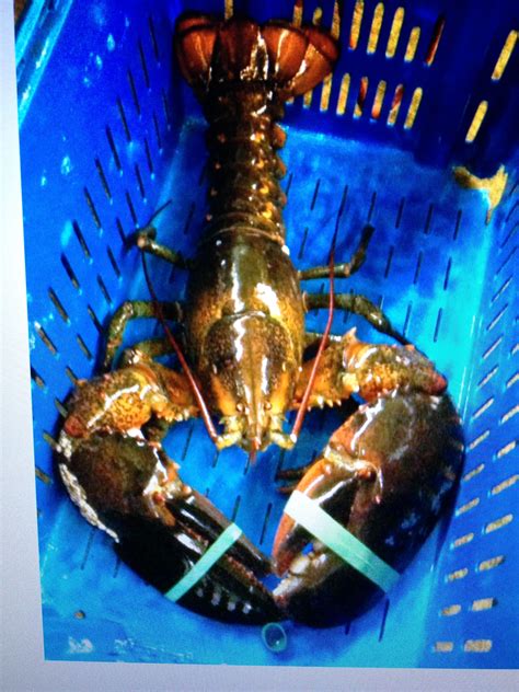 Monster 19 lb live lobster | Live maine lobster, Maine lobster, Fresh lobster