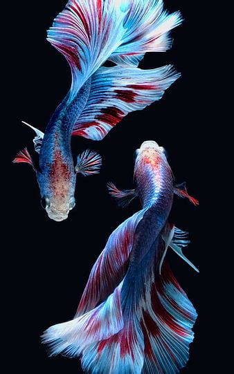 Details 74+ beautiful fish wallpaper latest - xkldase.edu.vn