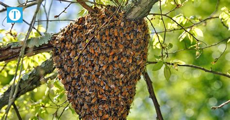 Understanding honey bees during swarm season - The Owensboro Times