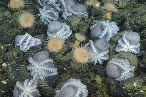 California coast housing 20,000 of world’s largest octopuses