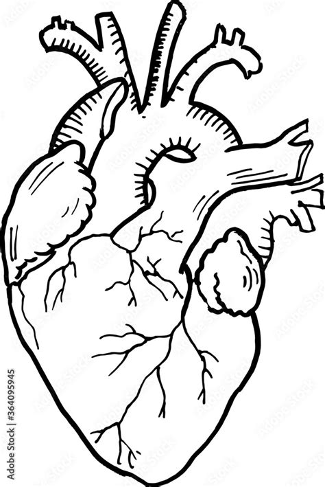 Contour vector outline drawing of human heart organ. Medical design editable template Stock ...