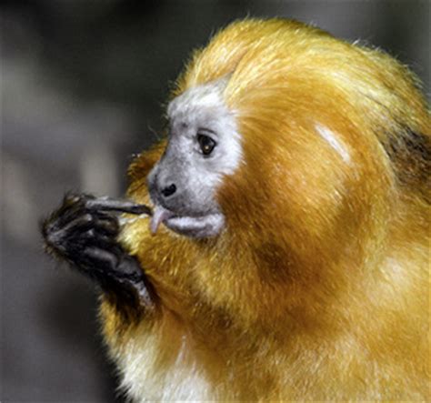 Golden Lion Tamarin: Habitat, Diet, Adaptations & Facts | Study.com