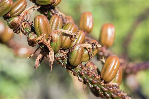 Ripe Aloe Seeds Photograph by Peter Chadwick/science Photo Library