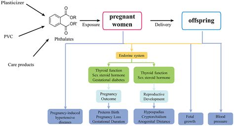 Frontiers | The Endocrine Disruption of Prenatal Phthalate Exposure in Mother and Offspring