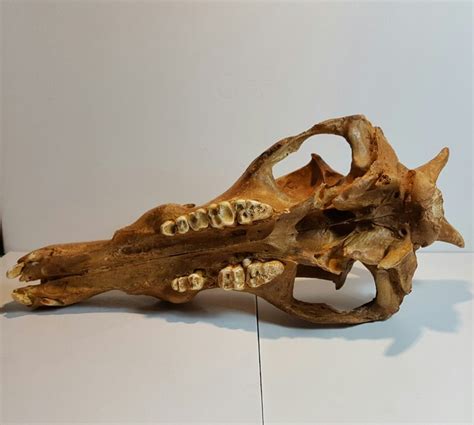 Replica Babirusa skull, with extra large Tusks - Babyrussa babyrussa - 32cm x 23cm - Catawiki