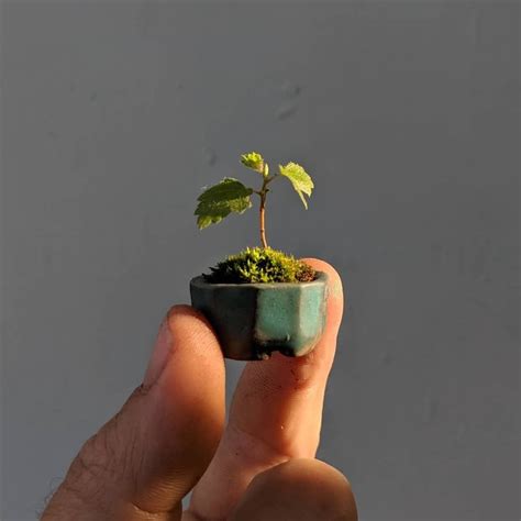 Which Is The Smallest Tree In The World? Is It Bonsai? - StarBiz.com