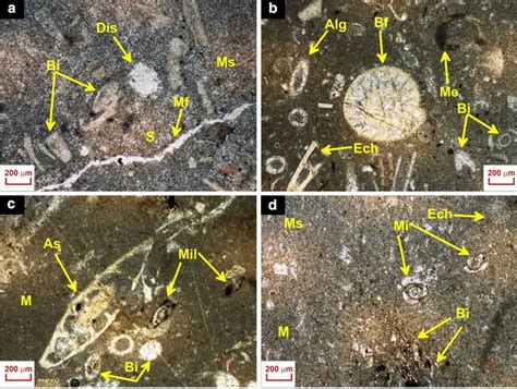 Representative micrographs representing Bioclastic wackestone ...