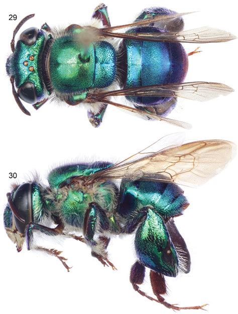 Euglossa (Euglossella) celiae, new species, male holotype. 29. Dorsal... | Download Scientific ...