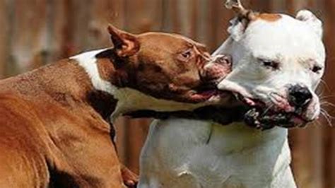 👍¿Sabes Cómo Romper o Detener una Pelea de Perros? | Mil Mascotas