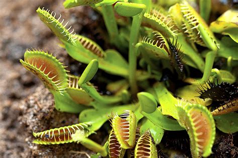 Venus Flytrap | San Diego Zoo Animals & Plants